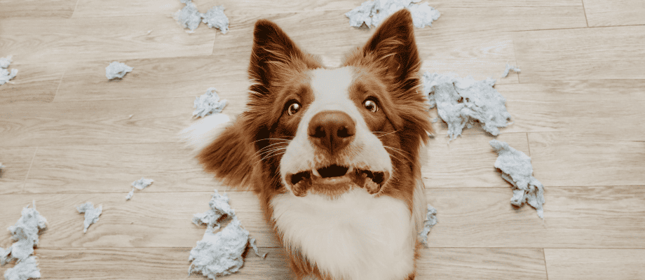 Peaceful Pups: A Guide to Calm Your Furry Friend 2 dog anxiety