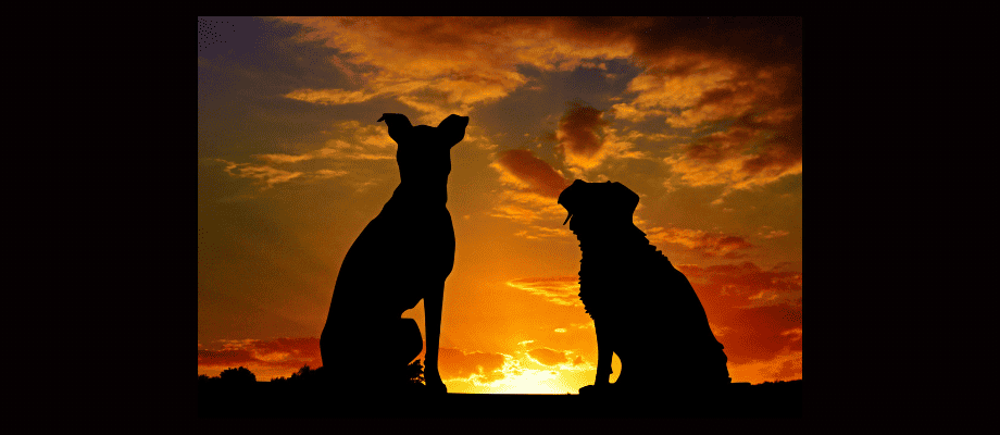 Peaceful Pups: A Guide to Calm Your Furry Friend 3 dog zen environment