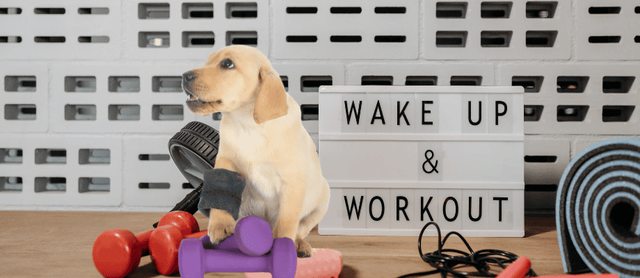 Peaceful Pups: A Guide to Calm Your Furry Friend 5 dog exercise