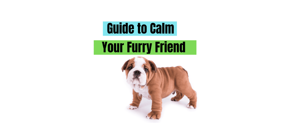 Peaceful Pups: A Guide to Calm Your Furry Friend 1 Calm your puppy
